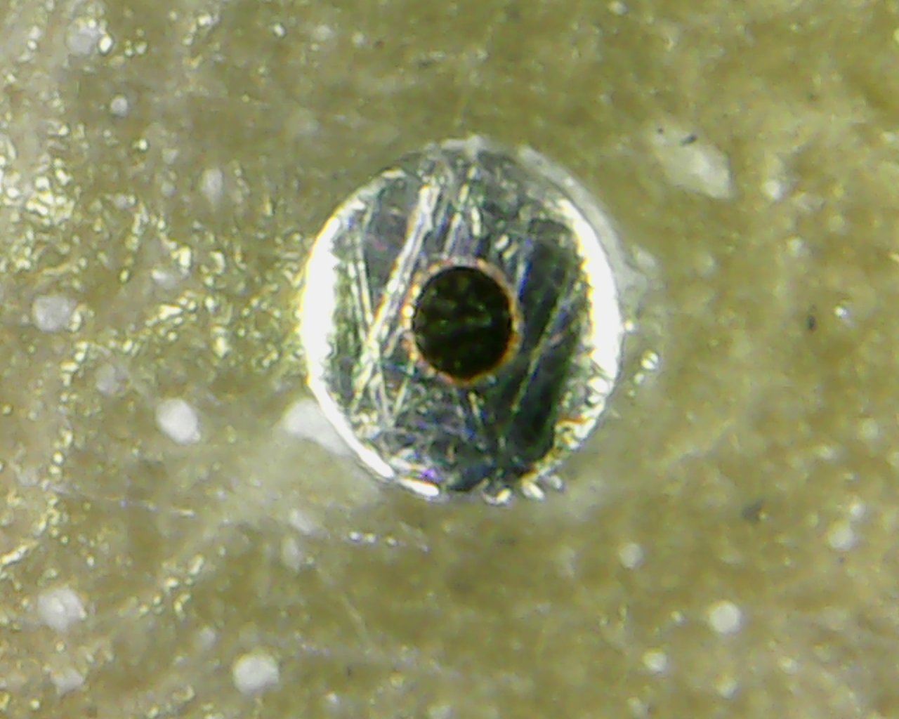 Gold coated optical fibers